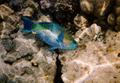 Parrotfish - Rusty Parrotfish - Scarus ferrugineus
