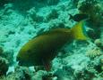 Parrotfish - Steepheaded Parrotfish - Scarus gibbus