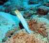 Jawfish - Yellowhead Jawfish - Opistognathus aurifrons