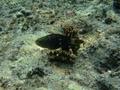 Parrotfish - Red Sea Parrotfish(Greenband Parrotfish) - Scarus collana