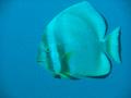 Spadefish - Circular Spadefish(Circular Batfish) - Platax orbicularis