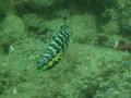 Seabasses - Harlequin Bass - Serranus tigrinus