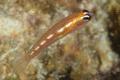 Gobies - Glass Goby - Coryphopterus hyalinus