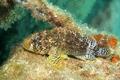 Scorpionfish - Reef Scorpionfish - Scorpaenodes caribbaeus