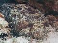 Toadfish - Large Eye Toadfish - Batrachoides gilberti