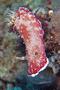Nudibranch - Nudibranch - Chromodoris reticulata