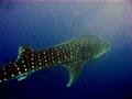Sharks - Whale Shark - Rhincodon typus