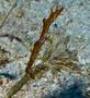 Pipefish - Pipehorse - Acentronura Dendritica