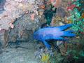 Roundheads - Western Blue Devil - Paraplesiops meleagris)