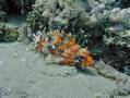 Scorpionfish - Red Scorpionfish - Scorpaena notata