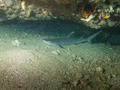 Sharks - Whitetip Reef Shark - Triaenodon obesus