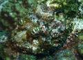 Scorpionfish - Spotted Scorpionfish - Scorpaena plumieri