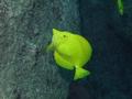 Surgeonfish - Yellow Tang - Zebrasoma flavescens