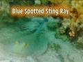 Stingrays - Blue Spotted Stingray - Taeniura lymma