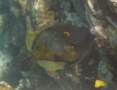 Filefish - Whitespotted Filefish - Cantherhines macrocerus