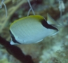Butterflyfish - Reef Butterflyfish - Chaetodon sedentarius