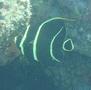 Angelfish - French Angelfish - Pomacanthus paru