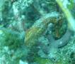 Seahorses - Longsnout Seahorse - Hippocampus reidi