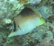 Butterflyfish - Longsnout Butterflyfish - Chaetodon aculeatus