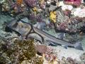 Sharks - Port Jackson Shark - Heterodontus portusjacksoni