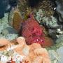 Groupers - Harlequin Fish - Othos dentex
