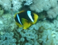 Damselfish - Red Sea Anemonefish - Amphiprion bicinctus