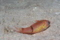 cardinalfish - Roughlip cardinalfish - Apogon robinsi