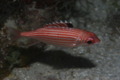 squirrelfish - Reef squirrelfish - Sargocentron coruscum