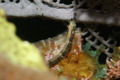 pipefish - Banded pipefish - Halicampus crinitus