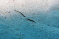 pipefish - Shortfin pipefish - Cosmocampus elucens