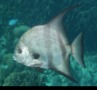 Spadefish - Atlantic Spadefish - Chaetodipterus faber