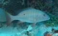 Snappers - Mutton Snapper - Lutjanus analis