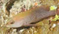 Groupers - Graysby - Cephalopholis cruentatus