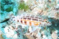 Groupers - Lantern Bass - Serranus baldwini
