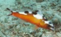Seabasses - Tobaccofish - Serranus tabacarius
