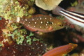 Parrotfish - Stoplight Parrotfish - Sparisoma viride