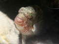 Parrotfish - Redband Parrotfish - Sparisoma aurofrenatum