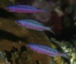 Wrasse - Creole Wrasse - Clepticus parrae