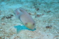 Razorfish - Rosy Razorfish - Xyrichtys martinicensis