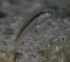 Razorfish - Rosy Razorfish - Xyrichtys martinicensis
