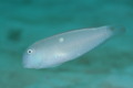 Razorfish - Pearly Razorfish - Xyrichtys novacula
