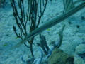 Trumpetfish - Trumpetfish - Aulostomus maculatus