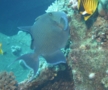 Triggerfish - Blue Triggerfish - Pseudobalistes fuscus