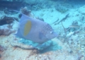 Angelfish - Yellowbar Angelfish - Pomacanthus maculosus