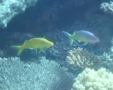 Goatfish - Yellowsaddle Goatfish - Parupeneus cyclostomus