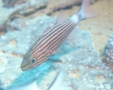 Cardinalfish - Tiger Cardinalfish - Cheilodipterus macrodon