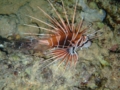 Lionfish - Clearfin Lionfish - Pterois radiata
