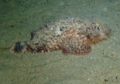 Scorpionfish - Tassled Scorpionfish - Scorpaenopsis oxycephala