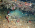 Parrotfish - Bluebarred Parrotfish - Scarus ghobban