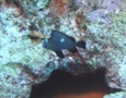 Damselfish - Threespot Dascyllus - Dascyllus trimaculatus